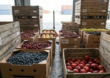 Middle East Conflict Puts Pressure on Southern Hemisphere Fruit Exports