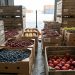 Middle East Conflict Puts Pressure on Southern Hemisphere Fruit Exports
