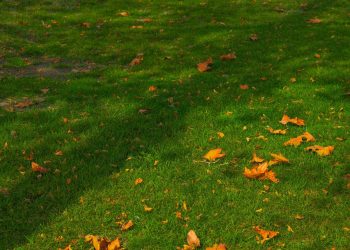 Irrigreen and the Economics of Water Efficiency in Suburban America