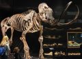 How a SUNY Buffalo Professor’s Vitriol Narrows the De-Extinction Debate