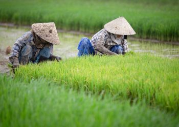 Growing Hope: Convoy of Hope Highlights the Power of Agricultural Training in Underserved Communities