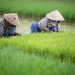 Growing Hope: Convoy of Hope Highlights the Power of Agricultural Training in Underserved Communities