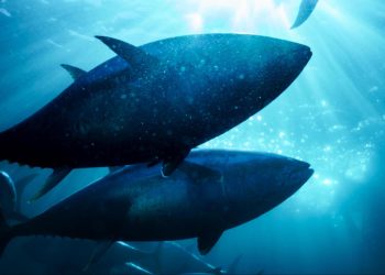 How Traceability Became the New Standard in Responsible Seafood