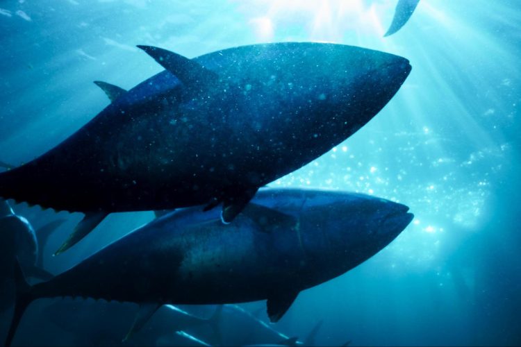 How Traceability Became the New Standard in Responsible Seafood