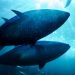 How Traceability Became the New Standard in Responsible Seafood
