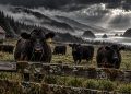The Vermillion Dispute: Locked Gates, Missing Calves, and a Six Figure Court Battle in Coos County